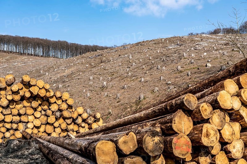 Cleared forest area north of the village of Öventrop, district of Arnsberg, dead spruce stands were felled, dead trees due to bark beetle infestation, Arnsberg Forest, North Rhine-Westphalia, Germany, Europe