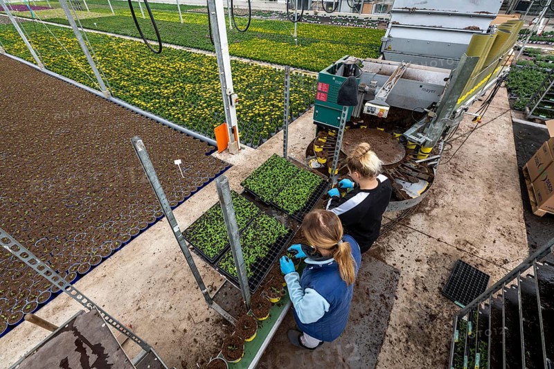 Horticultural business, greenhouse, young plants are potted, the potting soil is filled into the flower pots with a potting machine, employees place the young plants, balcony plants, ornamental plants, into the pots, they are then placed in beds to grow there, Straelen, North Rhine-Westphalia, Germany, Europe
