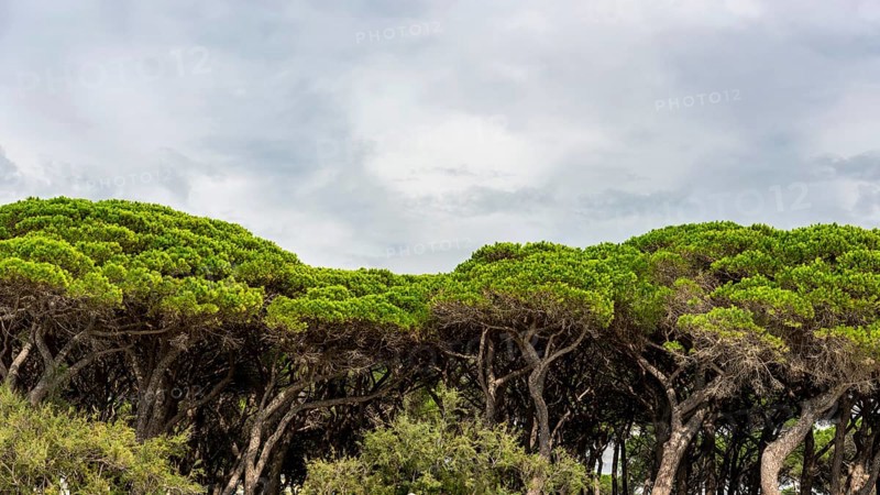 Pine (Pinus pinea), pine forest, pine tree, stone pine, tree, mediterranean, panorama, Italy, Europe