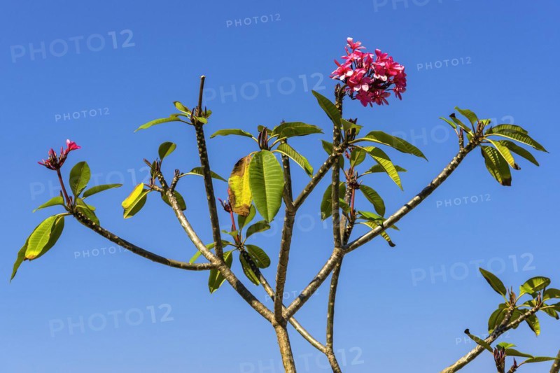 Frangipani (Plumeria), plant, shrub, flora, garden, botany, botanical, blossom, flowering, garden plant, exotic, tropical, tropical plant, flower, wellness, symbol, relaxation, paradisiacal, jasmine, spa, Indonesia, Asia
