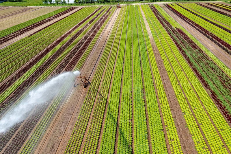 A field is artificially irrigated, water is sprayed onto the field via an irrigation system, field with different lettuce plants, in different stages of growth, North Rhine-Westphalia, Germany, Europe