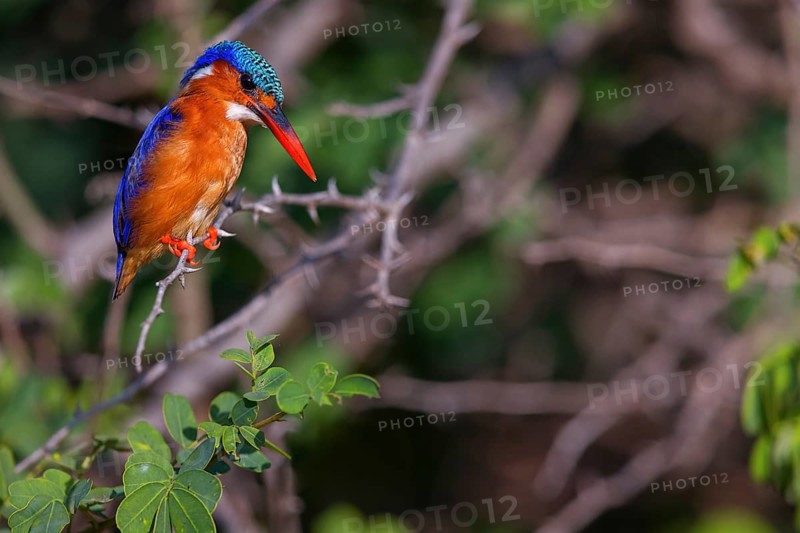 Crested Kingfisher, Corythohrnis cristatus, (Alcedo cristata), Kingfisher family, Malachite Kingfisher, Janjabureh boat trip, Janjabureh, South Bank, Gambia, Africa
