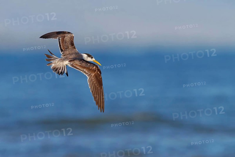 Caspian Tern, flight photo, (Thalasseus bergii), East Khawr / Khawr Ad Dahariz, Salalah, Dhofar, Oman, Asia
