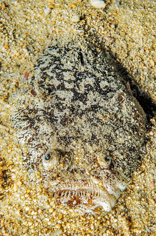 Lurker stargazer (Uranoscopus bicinctus) half camouflages itself buried in sandy seabed, Pacific, Indo-Pacific