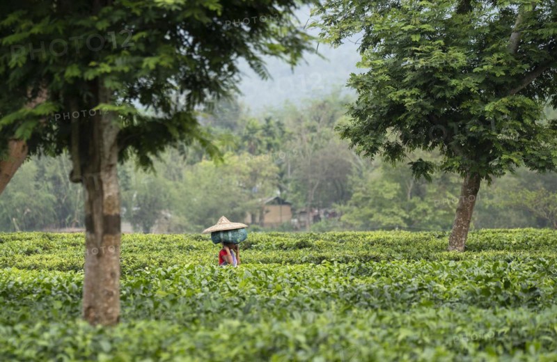 Bokakhat, India. 20 April 2024. Women tea pluckers carries tea leaves bag on head as they returns after plucking tea leaves at a tea estate, in Bokakhat, Assam, India. The tea industry in Assam is a significant and integral part of the global tea production and a major player in the economy of India. Assam, located in the northeastern part of India, is one of the world's largest tea-producing regions, known especially for its Assam tea, a black tea known for its body, briskness, malty flavor, and strong, bright color