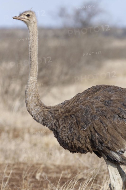 South African ostrich (Struthio camelus australis), adult female standing in dry grassland, alert, animal portrait, Kruger National Park, South Africa, Africa