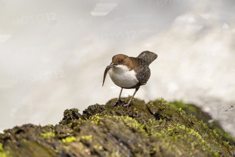 White-throated Dipper (Cinclus cinclus), at a torrent with prey in its beak, Rhineland-Palatinate, Germany, Europe