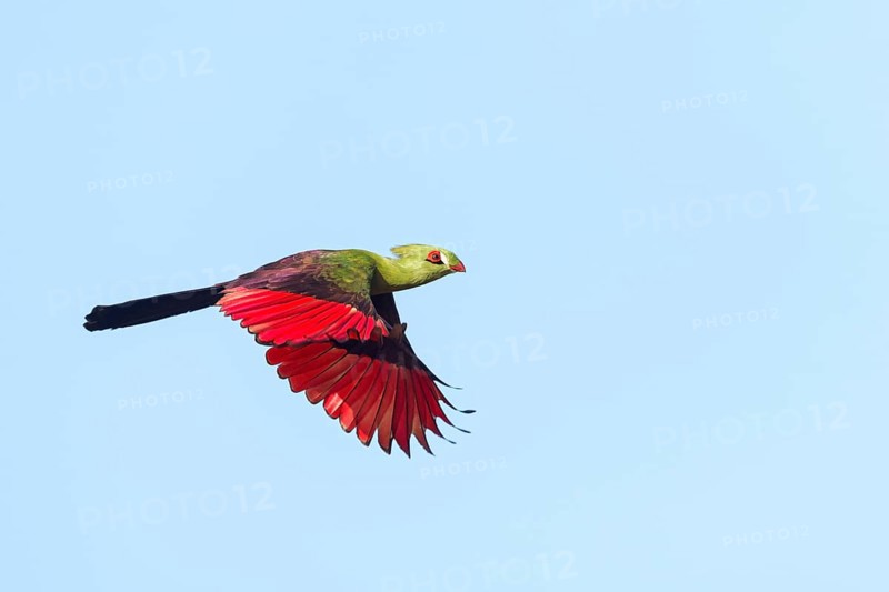 Guinea turaco (Tauraco persa), family of native turacos, aerial view, Brufut woods, Brufut, South Bank, Gambia, Africa