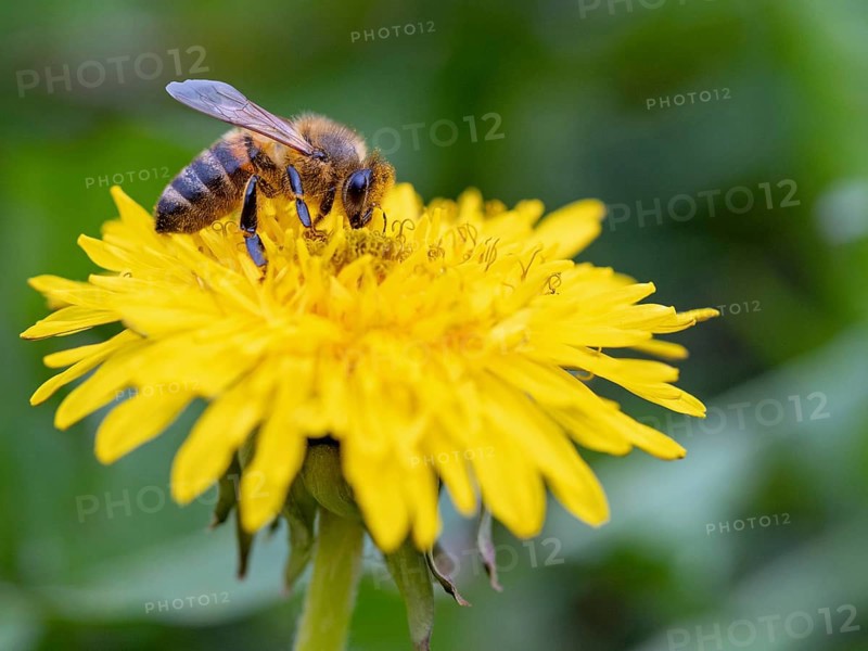European hornet (Vespa crabro), insect, insects, macro, plant, garden, Neuhofen, Rhineland-Palatinate, Germany, Europe