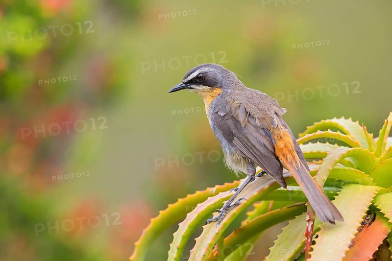 Cossypha caffra, family of flycatchers, Underberg surroundings, Underberg, KwaZulu-Natal, South Africa, Africa
