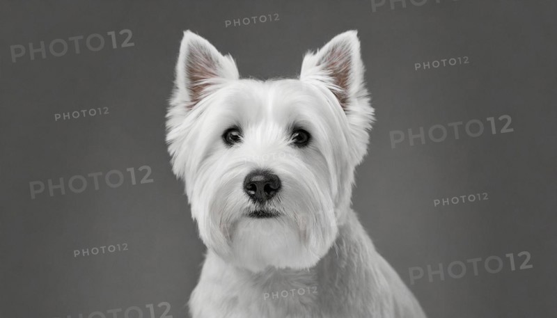 Pets, Dog, West Highland White Terrier, AI-generated, AI generated