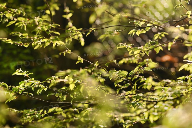 Iserlohn. This year's unusually warm weather in April has already given us a May. Nature exploded in a frenzy of colour. The unusually warm weather in April this year has already given us a May. Nature exploded in a riot of colours
