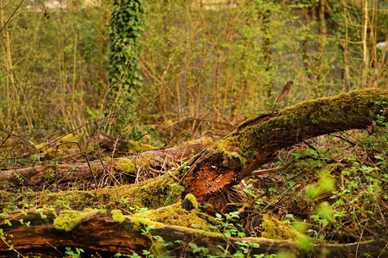 Iserlohn. This year's unusually warm weather in April has already given us a May. Nature exploded in a frenzy of colour. The unusually warm weather in April this year has already given us a May. Nature exploded in a riot of colours