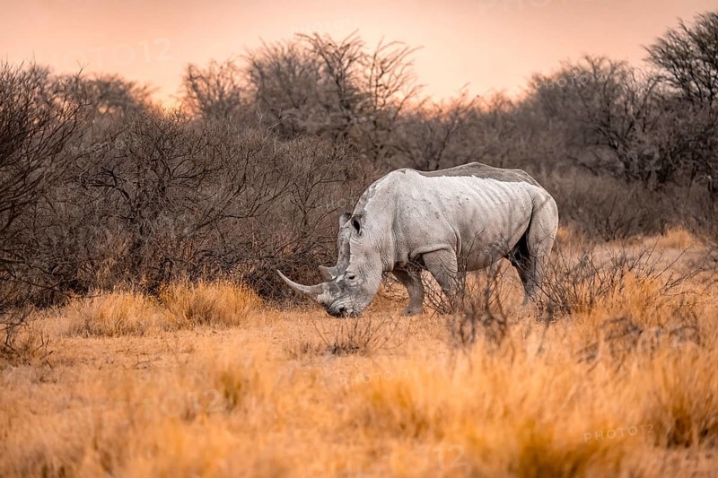 Southern white rhinoceros (Ceratotherium simum simum), rhino at sunset, Khama Rhino Sanctuary, Serowe, Botswana, Africa