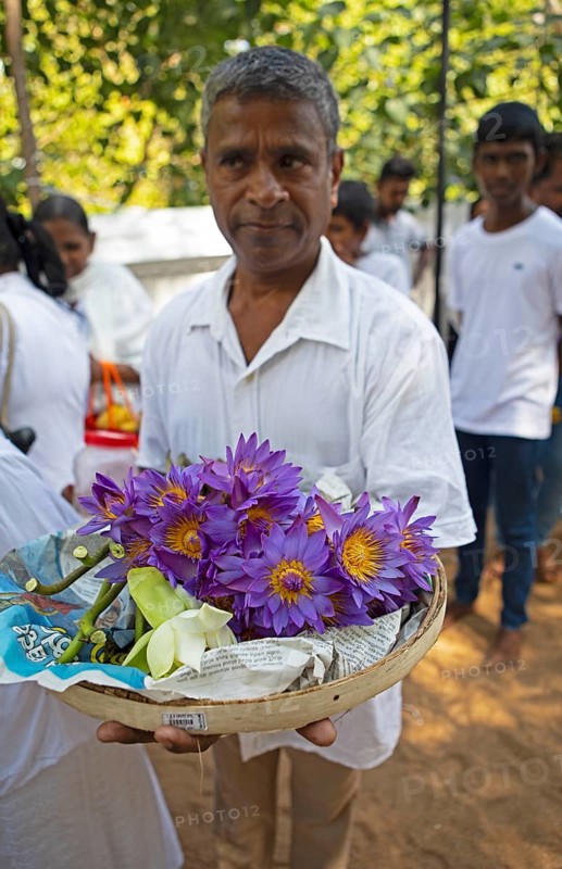 Sri Lankan pilgrim with purple lotus flowers, Holy City of Anuradhapura, North Central Province, Sri Lanka, Asia