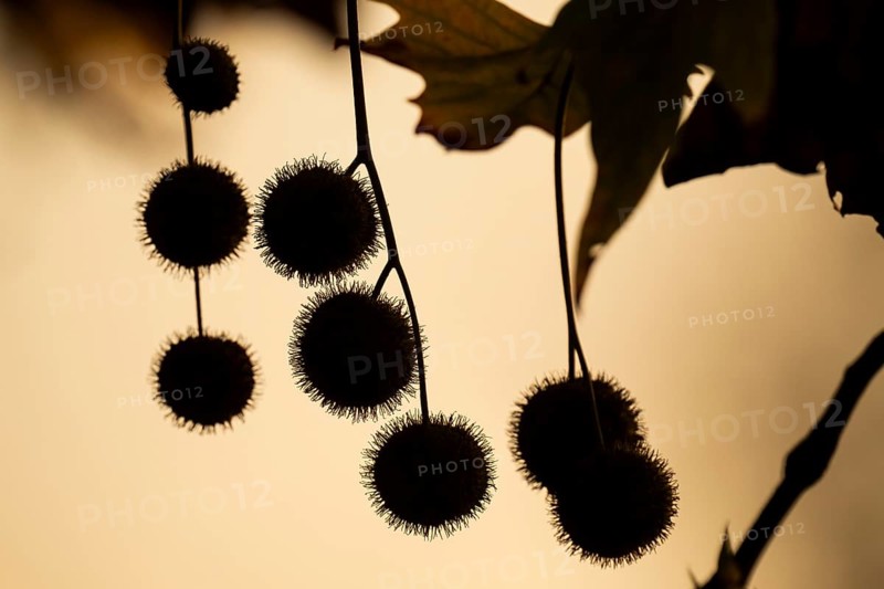 Plane tree, Oriental plane (Platanus orientalis), close-up of fruits and leaves against the light, silhouette, Rosensteinpark, Stuttgart, Baden-Württemberg, Germany, Europe