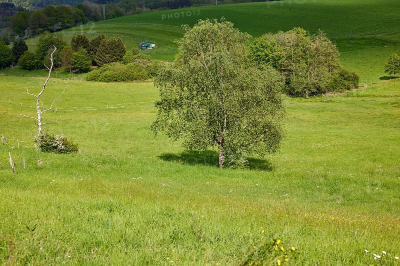 Warty birch (Betula pendula) against shaded landscape near Kliding, Eifel, district of Cochem-Zell, Rhineland-Palatinate, Germany, Europe