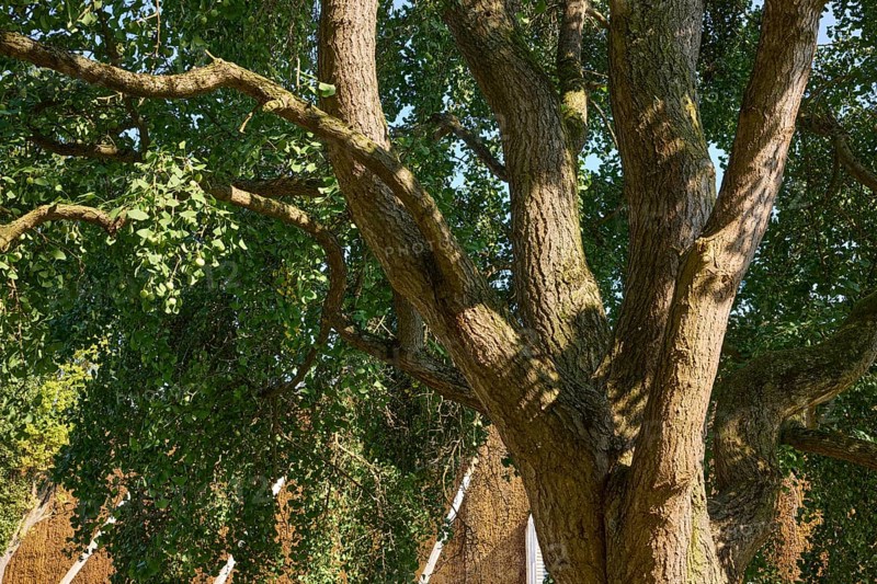 Trunk with bark, branches, twigs and foliage of a tree of the species Ginkgo (Ginkgo biloba) in Bad Salzuflen, Lippe district, North Rhine-Westphalia, Germany, Europe