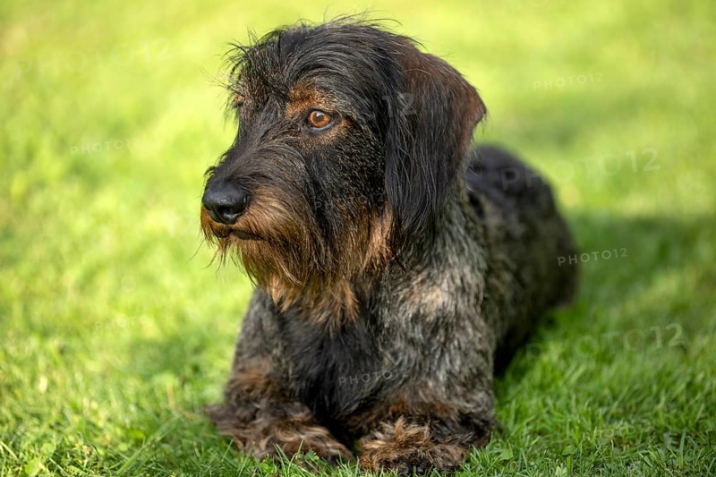 Rough-haired dachshund (Canis lupus familiaris) puppy, male, 3 years, animal portrait, lying in a meadow, Stuttgart, Baden-Württemberg, Germany, Europe