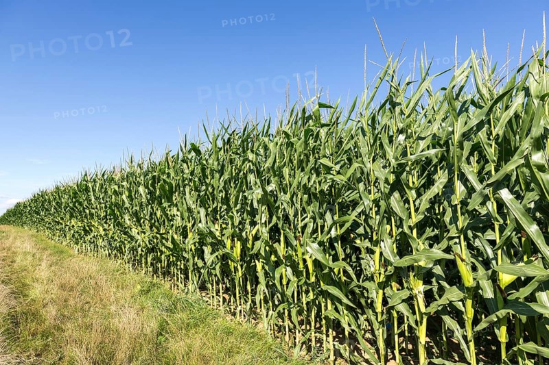 Symbolic image, renewable energies, maize plants, biogas plant, feed maize, maize cobs, immature, Baden-Württemberg, Germany, Europe