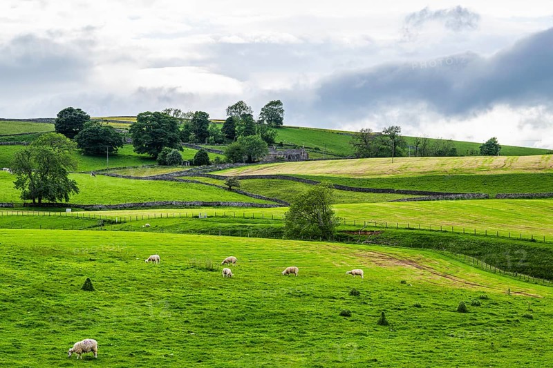 Sheeps and Farms in Yorkshire Dales National Park, North Yorkshire, England, United Kingdom, Europe