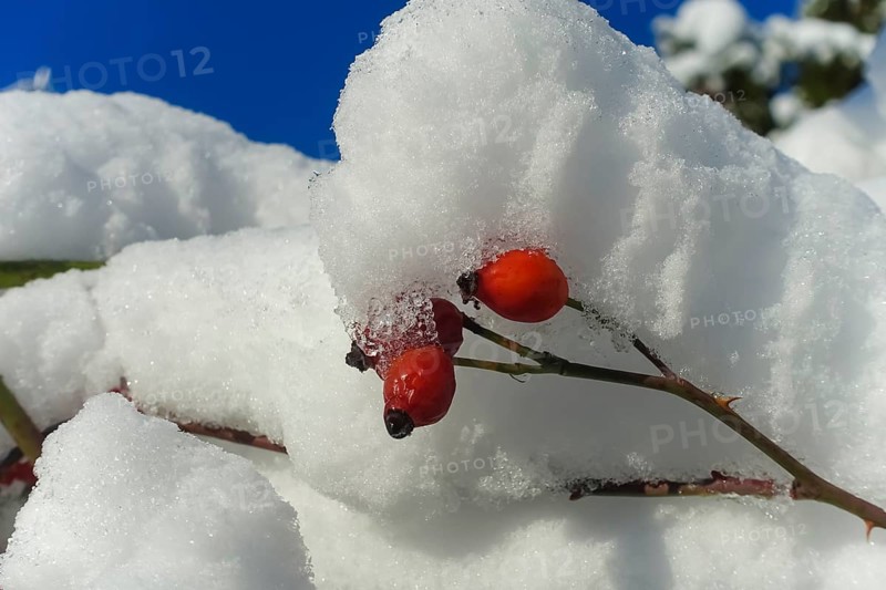 Rose hips with snow cap, blue sky, red berries, fruits of the dog rose (Rosa canina), winter, mood, blue sky, cold, Christmas card, motif, Germany, Europe