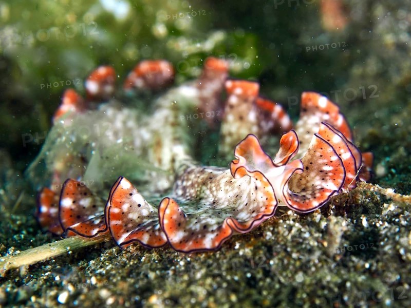 Close-up of a flatworm with red fringed frills, red-brown whirlpool worm (Pseudoceros) on the seabed, dive site Secret Bay, Gilimanuk, Bali, Indonesia, Asia