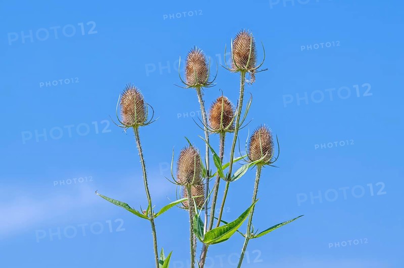 Wild teasel, fuller's teasel (Dipsacus fullonum, Dipsacus sylvestris) flower heads against blue sky in summer