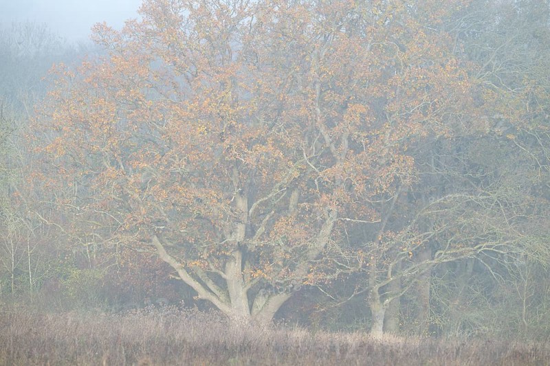 English oak (Quercus robur), in autumn with yellow discoloured leaves, fog, Thuringia, Germany, Europe
