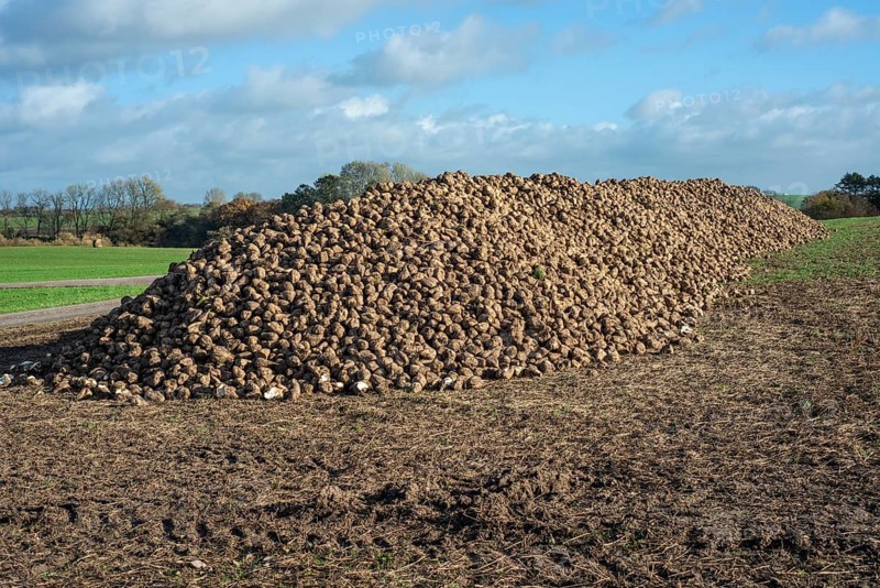 Pile of harvested sugar beets waiting for transport to sugar factory. Ystad Municipality, Skåne County, Sweden, Scandinavia, Europe