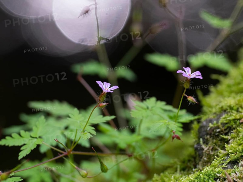 Common Stork's Bill, (Geranium cicutarium), plant with pink flowers and leaves, with reflection lights in the background, Hesse, Germany, Europe