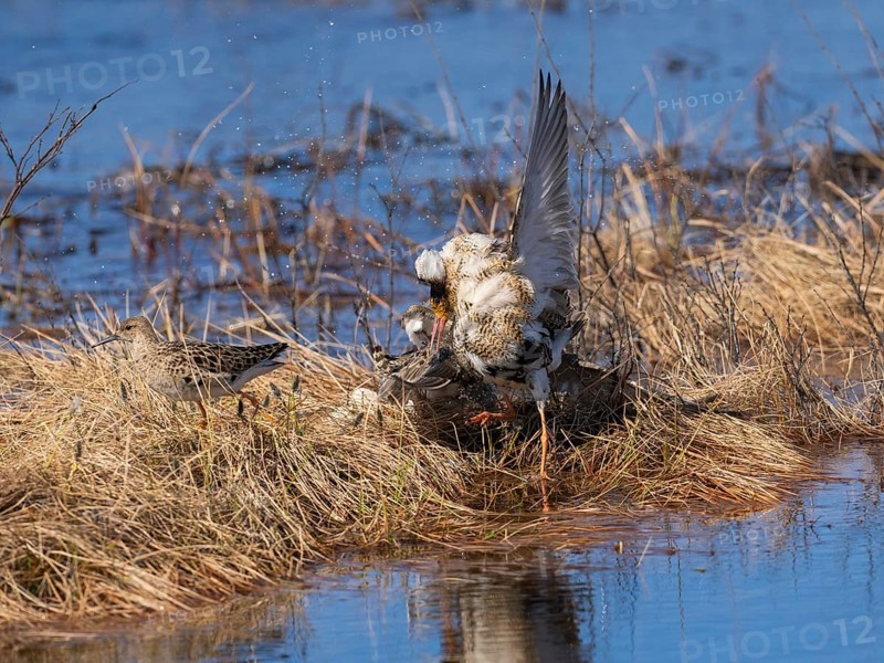 Ruff (Calidris pugnax) two males in breeding plumage at lek, fighting over female, Pokka, Finnish Lapland