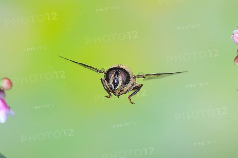 Dung bee or dronefly (Eristalis tenax), in flight, between the flowers of the common snowberry (Symphoricarpos albus), highspeed nature photo, flight photo, wildlife, insects, hoverflies, Siegerland, North Rhine-Westphalia, Germany, Europe