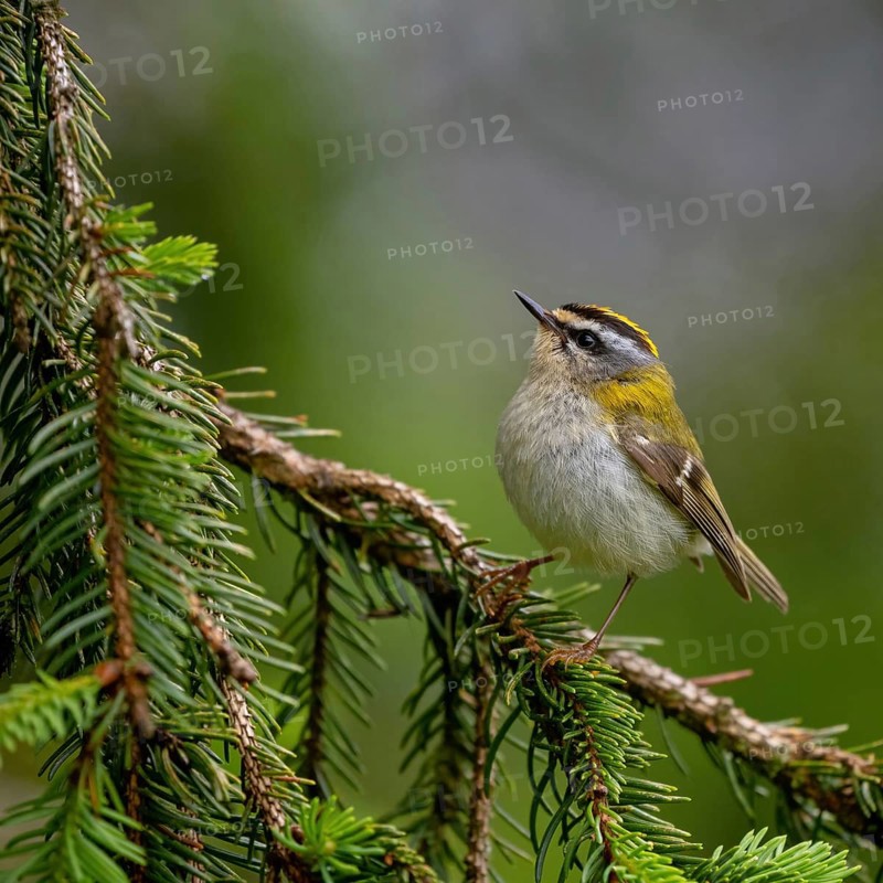 Goldcrest, Regulus ignicapillus, Luce, Mountain area, Luce, Styria, Slovenia, Europe