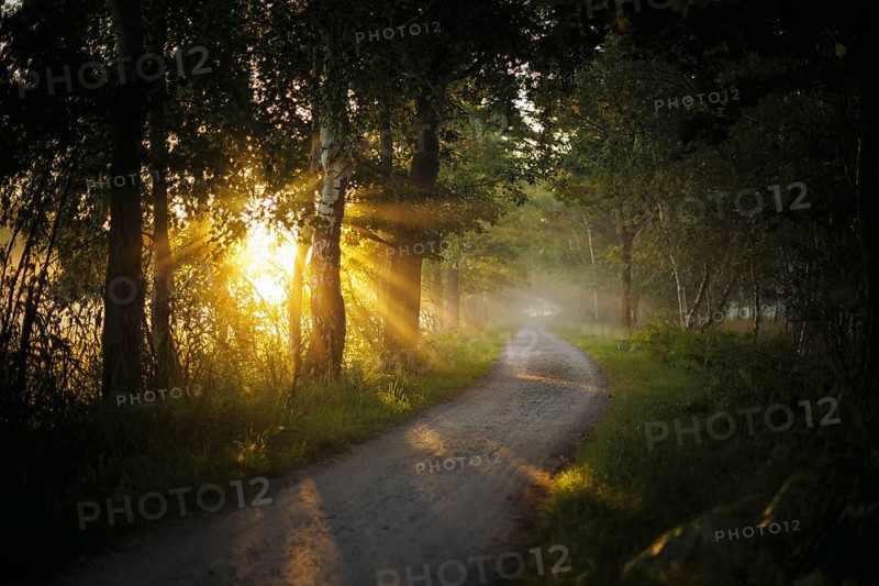 The sun shines on a forest path near Born am Darß shortly after sunrise. Born, 01.08.2024