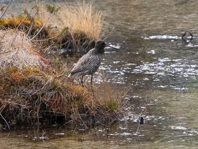 Spotted Redshank (Tringa erythropus) adult bird in breeding plumage, standing at side of lake, in typical breeding habitat, Pokka, May, Finnish Lapland