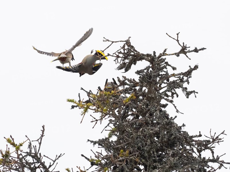 Bohemian waxwing (Bombycilla garrulus), two birds fighting on top of Fir tree, Pokka, Finnish Lapland
