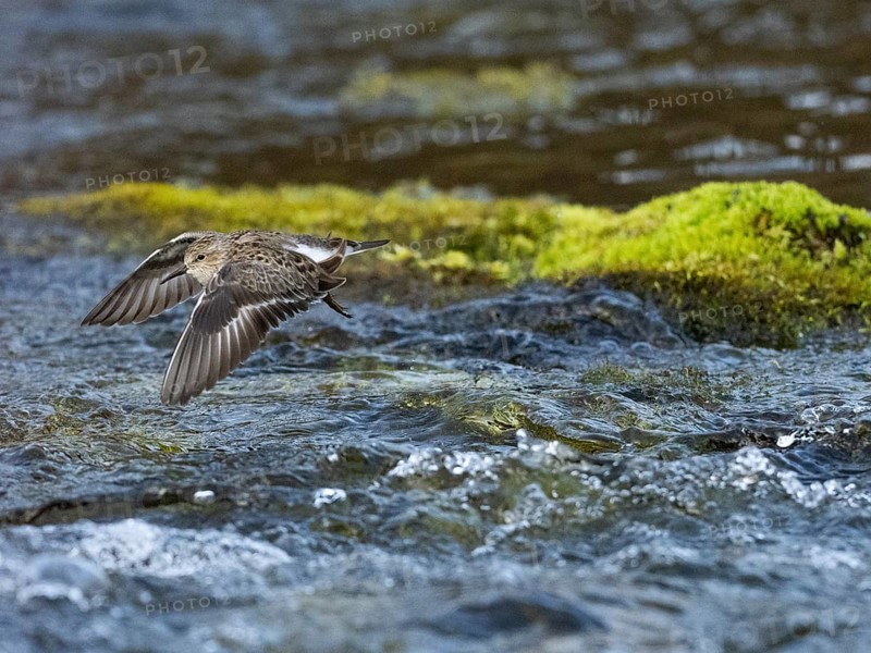 Temminck's Stint (Calidris temminckii), flying across a stream, Finnmark, Norway, Europe