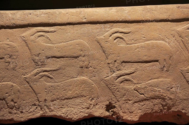 Carved stone goat pattern design, National Museum of Archaeology, Valletta, Malta, Europe