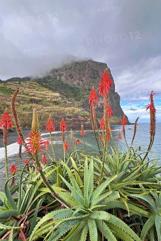 Viewpoint, viewpoint, volcanic rock, orange flowering aloe vera plant with large flowers, hiking holiday, panoramic view, cloud forest, mountains, hiking trails, hikers, Praia do Faial, Madeira, Portugal, Europe