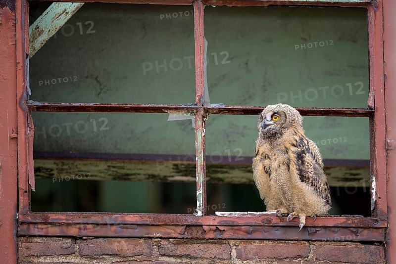 Eurasian eagle-owl (Bubo bubo), fledged young bird, in an old window frame, industrial building, Ewald colliery, Herten, Ruhr area, North Rhine-Westphalia, Germany, Europe