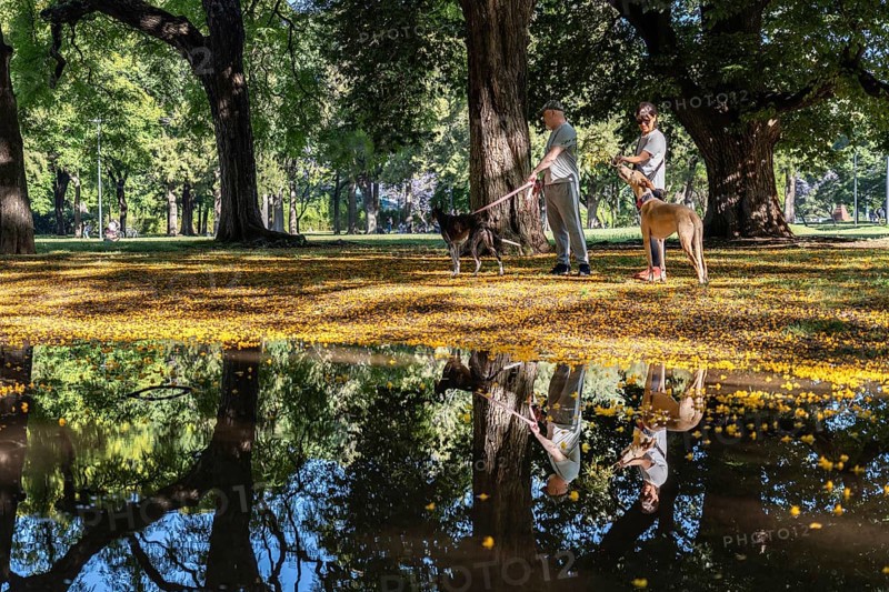 A man and a woman stroll through a springtime park with their pair of elegant greyhounds. Nearby, a tranquil pool mirrors their reflection, enhancing the picturesque scene