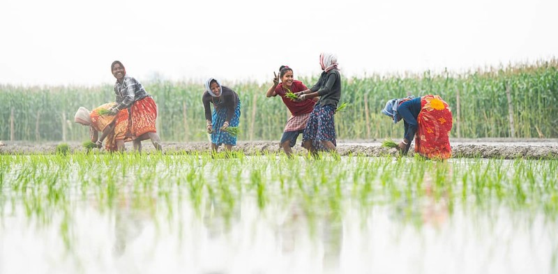 Morigaon, India. 20 February 2024. Women plant rice saplings in a paddy field on February 20, 2024 in Mayong, India. Rice cultivation contributes to food security in India by ensuring a stable supply of this essential food grain