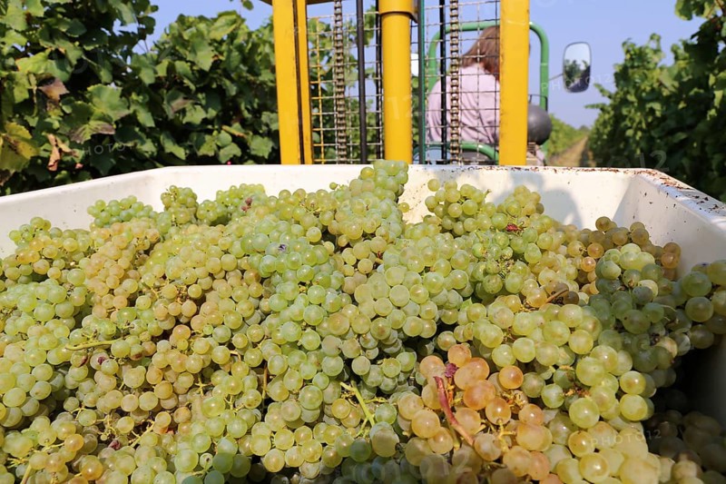 Grape grape harvest: Manual harvest of Chardonnay grapes in a vineyard in the Palatinate