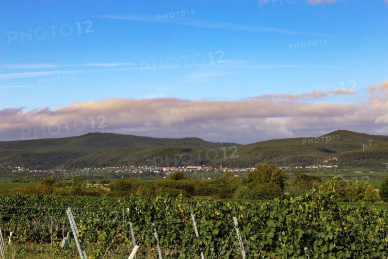 Panorama from the Haardtrand with a view of the Palatinate Forest