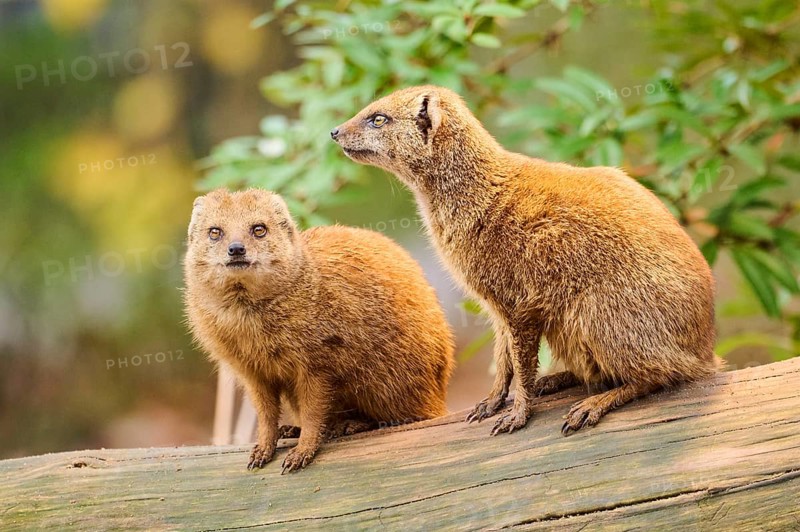 Ethiopian dwarf mongoose (Helogale hirtula) sitting on an old tree trunk, Bavaria, Germany, Europe
