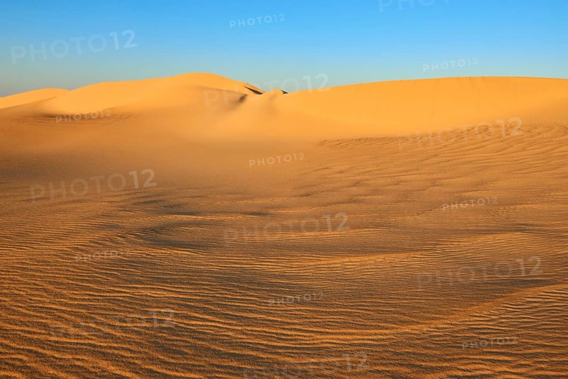 Large, undulating sand dunes in a desert landscape at sunset under a clear sky, Matruh, Great Sand Sea, Libyan Desert, Sahara, Egypt, North Africa, Africa