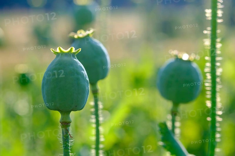 Poppy, (Papaver somniferum), poppy capsule, poppy field, Waldviertel grey poppy, poppy village Armschlag, Waldviertel, Lower Austria, Austria, Europe