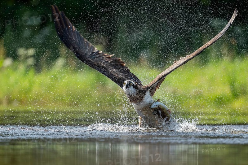 Western osprey (Pandion haliaetus) hunting, Aviemore, Scotland, Great Britain