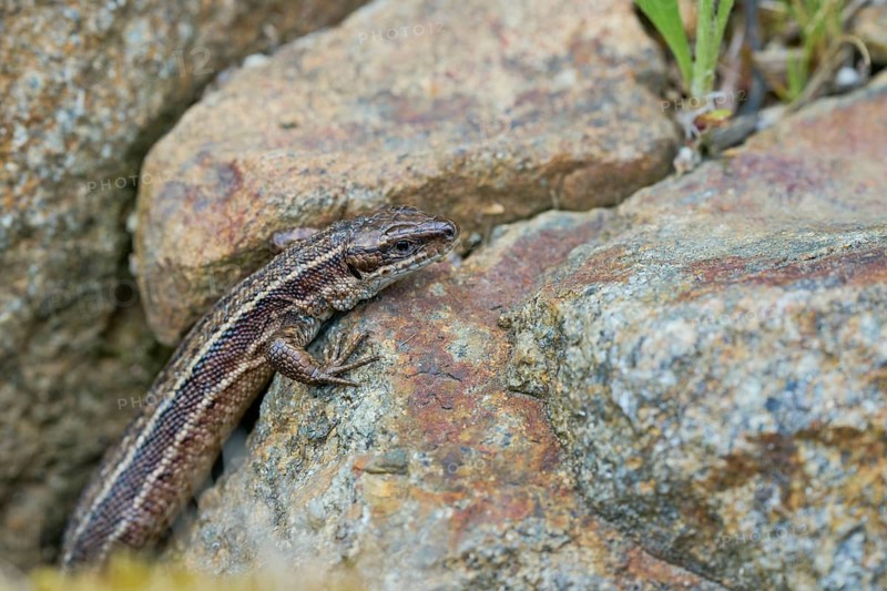 Viviparous lizard (Zootoca vivipara), Bavaria, Germany, Europe